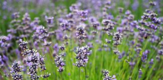 Lavendel