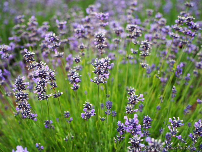 Lavendel