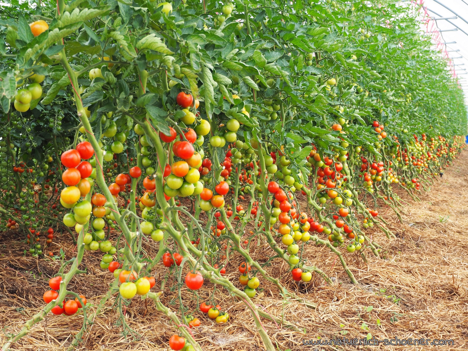 Bioanbau Tomaten