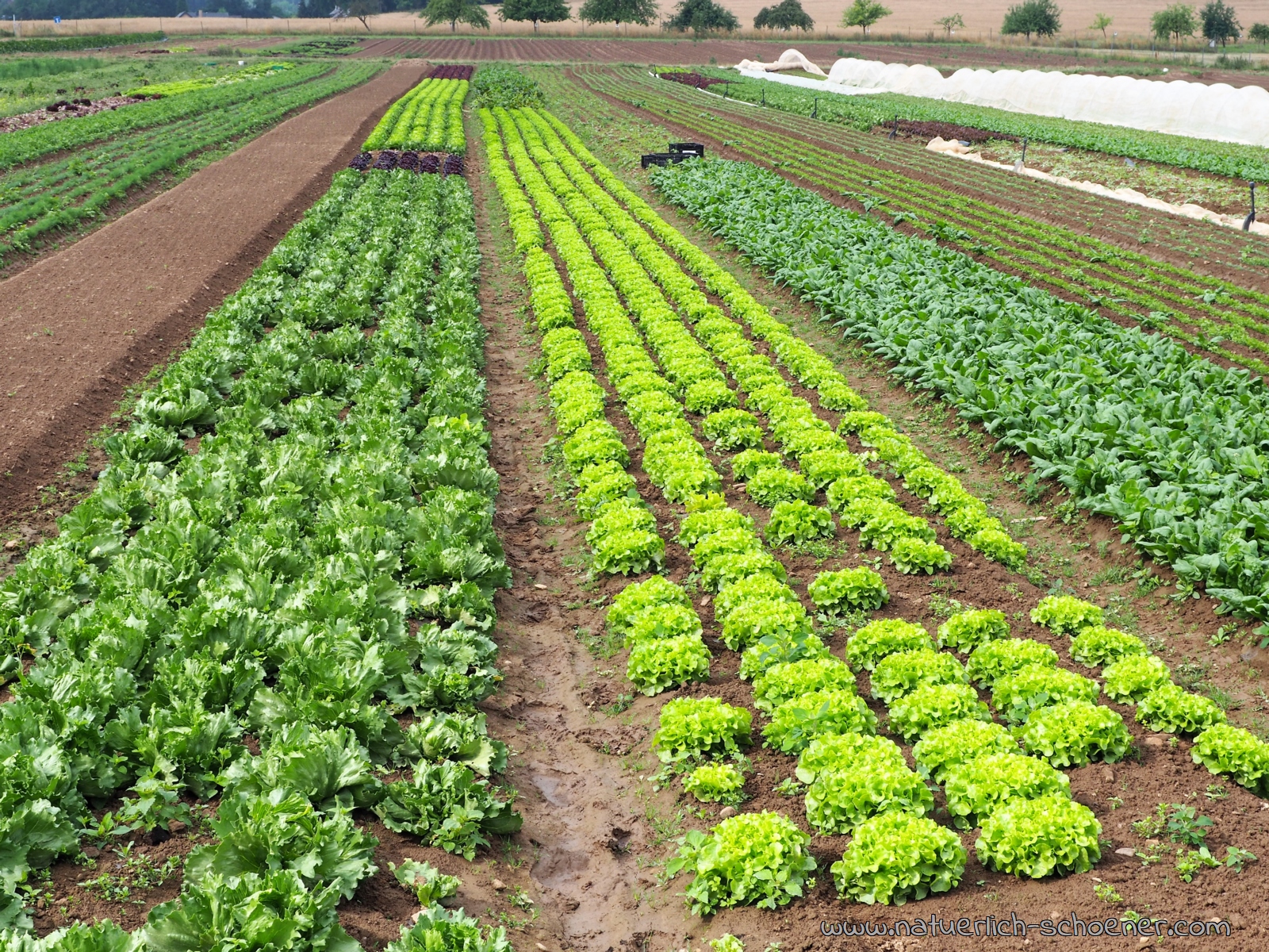 Bioanbau Salat
