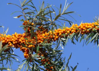 Sanddornöl Naturkosmetik