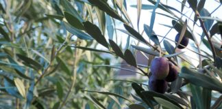 Olivenöl Naturkosmetik