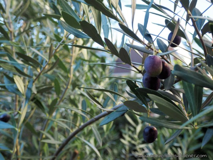 Olivenöl Naturkosmetik