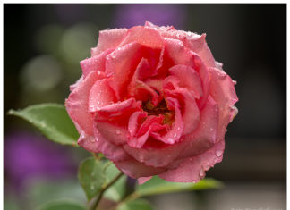 Rosenwasser Naturkosmetik Wirkung Anwendung