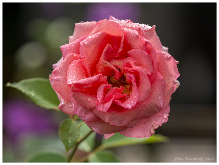 Rosenwasser Naturkosmetik Wirkung Anwendung