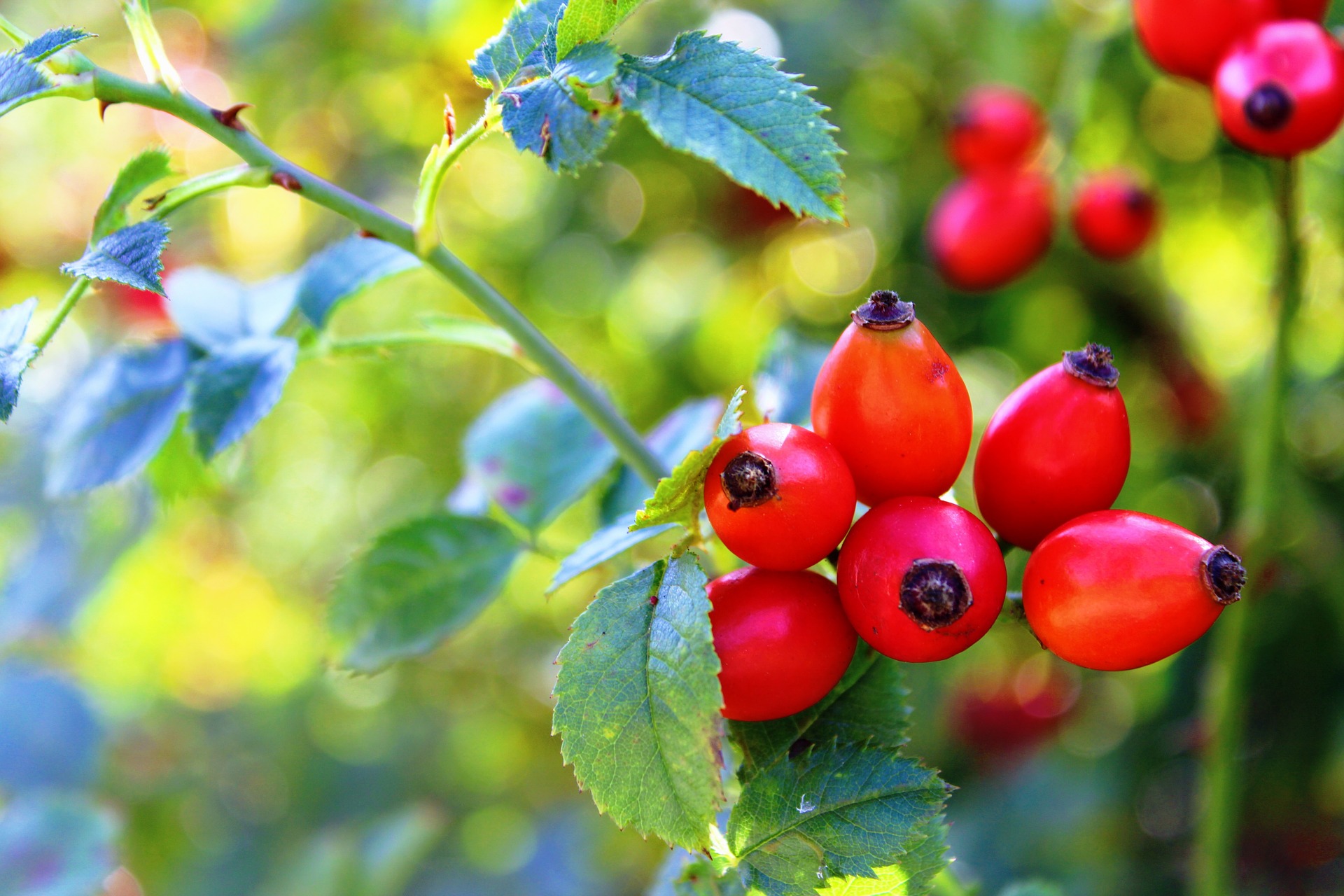 Wildrosenoel Hagebuttenkernoel Rosehip Oil