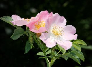Wildrosenöl Wildrosenoel Hagebuttenoel Rosehip Oil