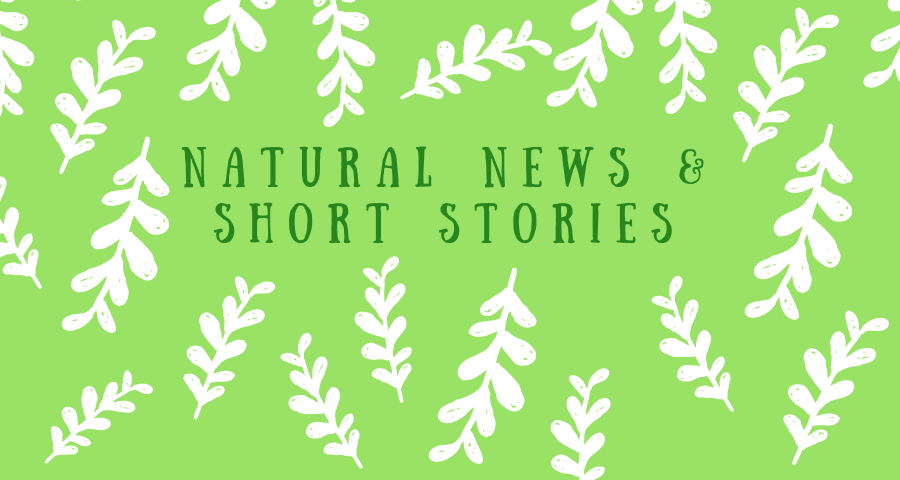 Neuigkeiten & Reviews zu Naturkosmetik und Bioprodukten