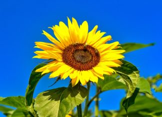 Sonnenblumenöl Naturkosmetik