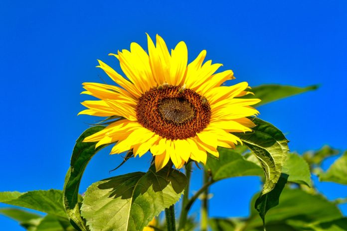 Sonnenblumenöl Naturkosmetik