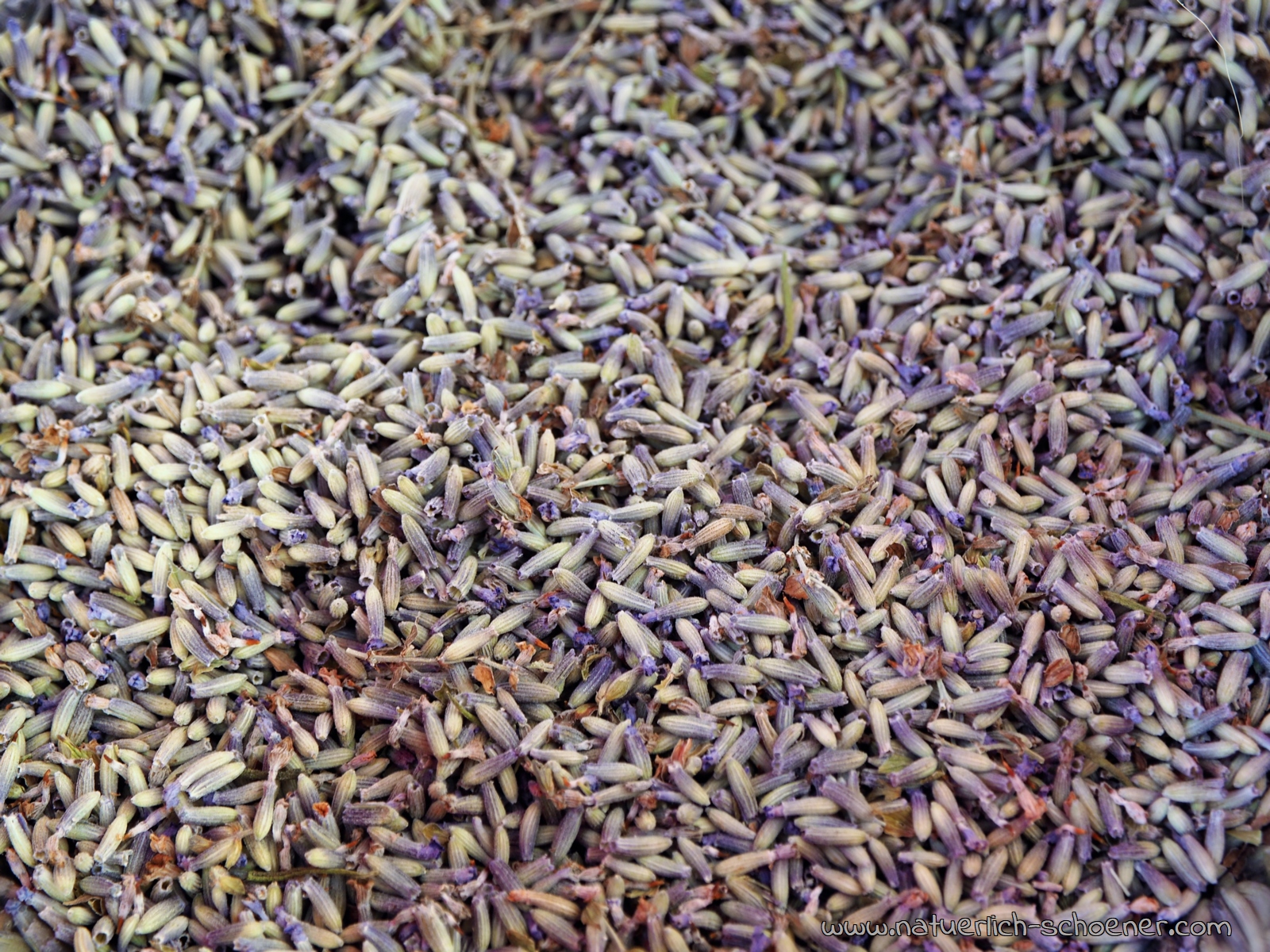 Lavendelblüten für Badesalz