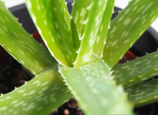 Aloe Vera in der Naturkosmetik