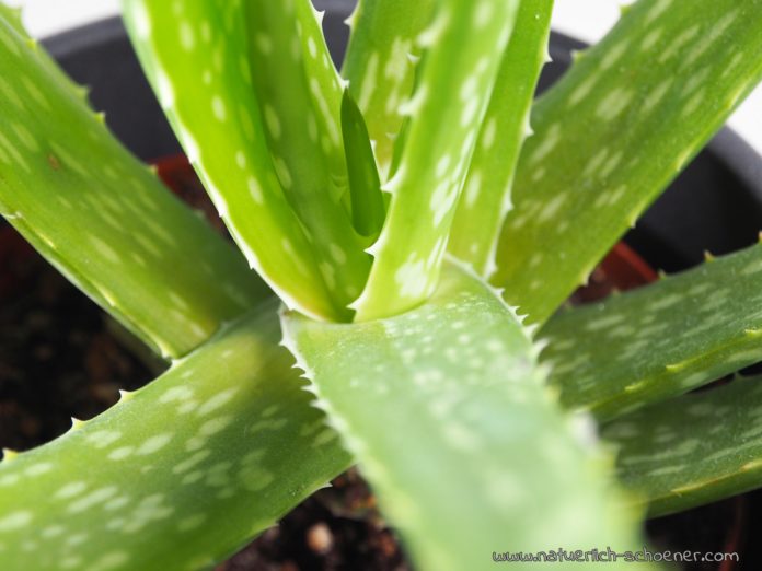 Aloe Vera in der Naturkosmetik