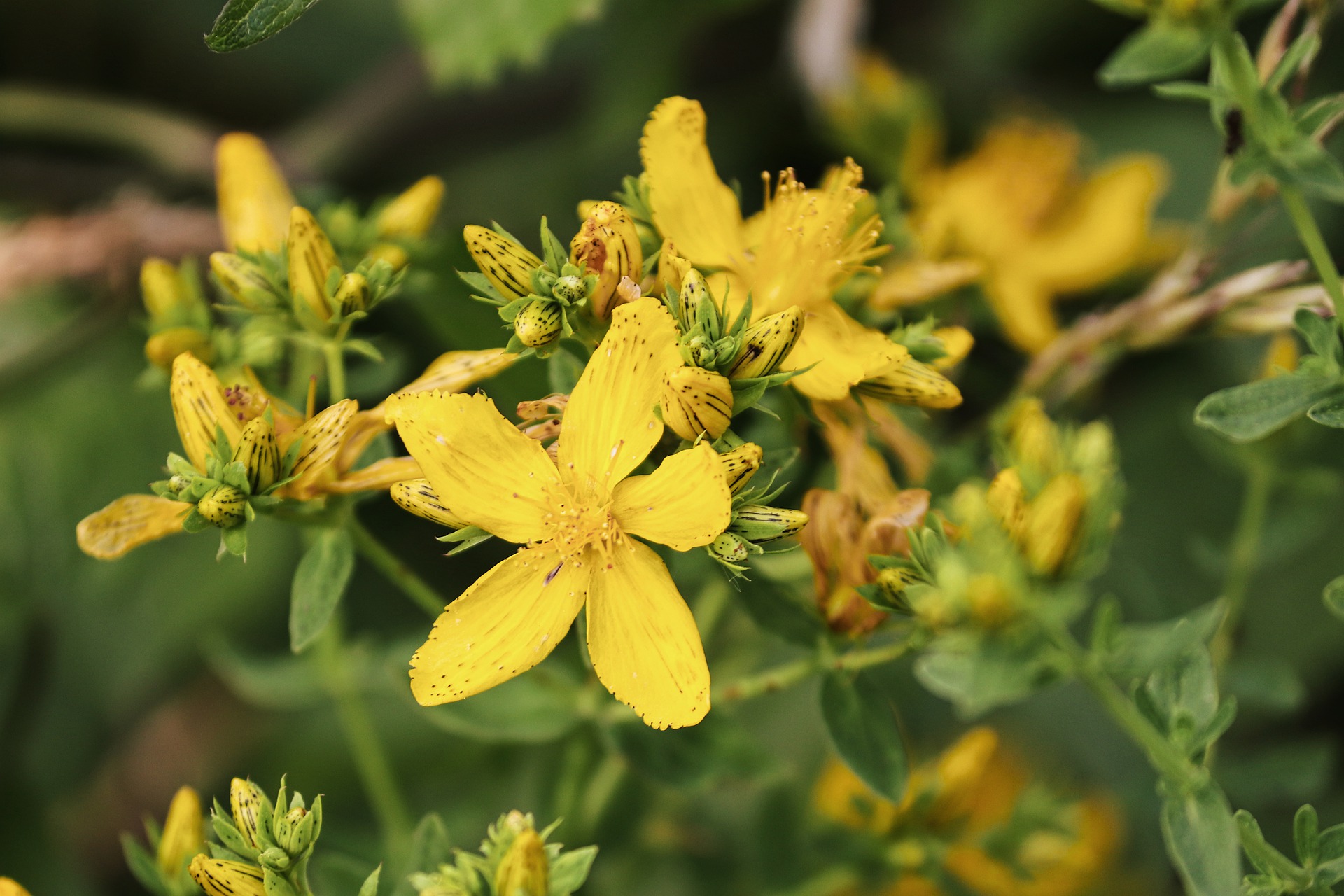 Johanniskraut Wirkung und Anwendung in Heilkunde und Naturkosmetik